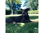 Adopt Faith a Black Australian Kelpie / Mixed Breed (Medium) / Mixed (short