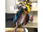 Adopt Samantha a Macaw bird in Elizabeth, CO (35219333)