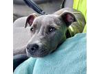 Adopt Patsy a Gray/Blue/Silver/Salt & Pepper Pit Bull Terrier / Mixed dog in