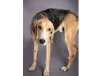 Adopt Lionel a Tan/Yellow/Fawn Treeing Walker Coonhound / Mixed Breed (Medium) /