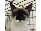 Adopt Carmen a Siamese / Mixed (short coat) cat in Maryville, TN (40258449)