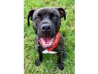 Adopt Mandi Sue “Baby” a Brindle Pit Bull Terrier / Mastiff / Mixed dog in