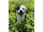 Adopt Quinn a Black Mixed Breed (Medium) / Mixed Breed (Medium) / Mixed (short