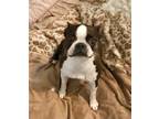 Adopt Princess Shedevil a Brindle - with White Boston Terrier / Mixed dog in