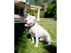 Adopt Jake a White - with Gray or Silver American Pit Bull Terrier / Mixed dog