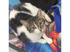 Adopt PENNY a Domestic Shorthair / Mixed (short coat) cat in Battle Creek
