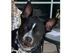 Adopt BO a Australian Cattle Dog / American Pit Bull Terrier / Mixed dog in
