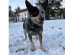 Adopt Huey - ME a Black - with White Australian Cattle Dog / Mixed dog in