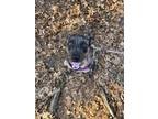 Adopt Juniper - MA a Merle Catahoula Leopard Dog / Australian Cattle Dog / Mixed