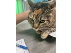 Adopt Sissy a Brown Tabby Domestic Shorthair / Mixed Breed (Medium) / Mixed