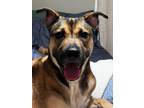 Adopt Diane a Black - with Tan, Yellow or Fawn German Shepherd Dog / American