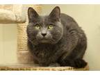 Adopt Liam a Gray or Blue Domestic Shorthair / Mixed Breed (Medium) / Mixed
