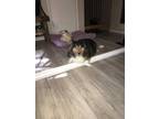 Adopt Mille Bee a Black - with Brown, Red, Golden, Orange or Chestnut Sheltie