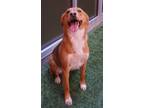 Adopt Adalyn a Brindle Mixed Breed (Medium) / Mixed Breed (Medium) / Mixed