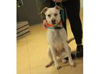 Adopt Jupiter a White - with Red, Golden, Orange or Chestnut Australian Cattle