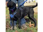 Adopt Robin - TN a Black Australian Cattle Dog / Mixed dog in Warren