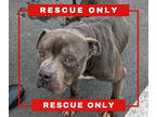 Adopt Hercules a Merle American Pit Bull Terrier / Mixed Breed (Medium) / Mixed