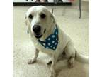 Adopt Lilac a White Great Pyrenees / Mixed dog in Pilot Point, TX (40245737)