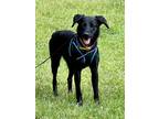 Adopt Valley Girl a Brindle Australian Shepherd / Plott Hound / Mixed dog in