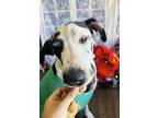 Adopt Wednesday a White - with Black Great Dane / Mixed dog in Austin
