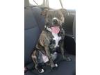 Adopt Izzy a Brindle - with White Pit Bull Terrier / Boxer / Mixed dog in Gates