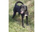 Adopt Kelly a Black - with White Labrador Retriever / Mixed dog in Stockport