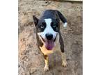 Adopt Macey a White American Pit Bull Terrier / Siberian Husky dog in Lexington