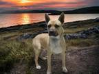 Adopt Tonto a Tan/Yellow/Fawn Terrier (Unknown Type, Medium) dog in Forrest