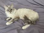 Adopt Becky a White (Mostly) Ragdoll (long coat) cat in Davenport, FL (40235914)