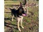 Adopt Tatum a Tan/Yellow/Fawn German Shepherd Dog / Mixed Breed (Medium) / Mixed