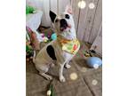 Adopt Spot a White - with Black Terrier (Unknown Type, Medium) / Mixed dog in