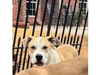 Adopt Taz Danforth a Tan/Yellow/Fawn - with White Mastiff / American Pit Bull