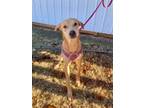 Adopt Honey a Tan/Yellow/Fawn German Shorthaired Pointer / Pit Bull Terrier /