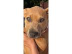 Adopt Lola Danforth a Tan/Yellow/Fawn - with White Mastiff / American Pit Bull
