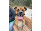 Adopt Junior a Tan/Yellow/Fawn Boxer / Mixed Breed (Medium) / Mixed (short coat)