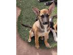 Adopt Rex a Tan/Yellow/Fawn German Shepherd Dog / Mixed Breed (Medium) / Mixed