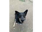 Adopt Jay a Black Australian Cattle Dog / Mixed Breed (Medium) / Mixed (short