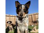 Adopt Bobbi a Tricolor (Tan/Brown & Black & White) Australian Cattle Dog / Mixed