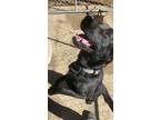 Adopt Happy a Labrador Retriever / Mixed dog in St. Francisville, LA (40237031)