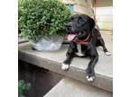 Adopt Pandora a American Pit Bull Terrier / Beagle / Mixed dog in Effingham