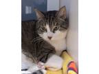 Adopt Ari a Brown Tabby Domestic Shorthair / Mixed Breed (Medium) / Mixed (short