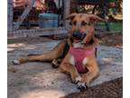 Adopt Luna a Tricolor (Tan/Brown & Black & White) Mixed Breed (Large) / Mixed