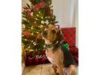 Adopt Cliff a Tricolor (Tan/Brown & Black & White) Beagle / Mixed dog in