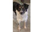 Adopt Greta a Black Border Collie / Mixed Breed (Medium) / Mixed (short coat)