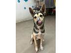 Adopt Nick a Black Alaskan Klee Kai / Mixed Breed (Medium) / Mixed (short coat)