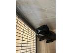 Adopt Amie a Black American Pit Bull Terrier / Mixed Breed (Medium) / Mixed