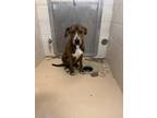 Adopt Sam a Brindle American Pit Bull Terrier / Mixed Breed (Medium) / Mixed