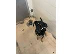 Adopt Reya a Black Hound (Unknown Type) / Mixed Breed (Medium) / Mixed (short