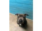 Adopt Chacha a Black American Pit Bull Terrier / Mixed Breed (Medium) / Mixed