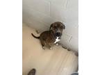 Adopt Dean a Brindle American Pit Bull Terrier / Mixed Breed (Medium) / Mixed
